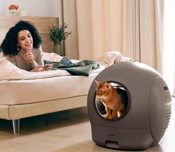 Why Spaceship II Is the Safer, Smarter Choice for Your Cat Families？