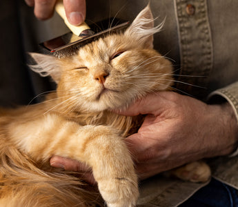 The Ultimate Guide to Cat Grooming: Tips for a Healthy Coat