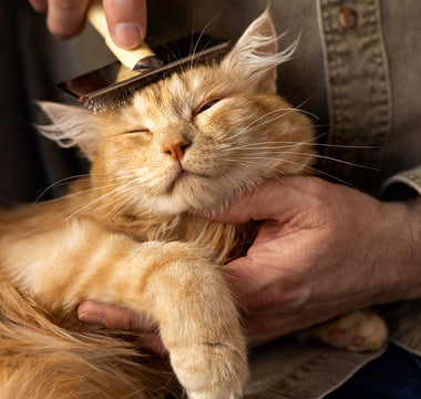 The Ultimate Guide to Cat Grooming: Tips for a Healthy Coat