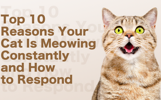 Reasons Why Your Cat Is Meowing Constantly