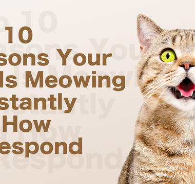 Reasons Why Your Cat Is Meowing Constantly