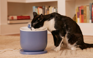 Cat Using Water Fountains