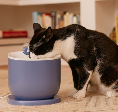 Cat Using Water Fountains