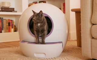 How to Choose the Best Place for a Litter Box: Top Tips for Optimal Placement