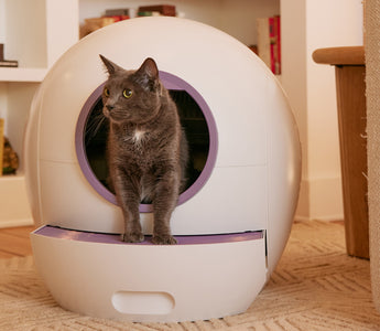 How to Choose the Best Place for a Litter Box: Top Tips for Optimal Placement