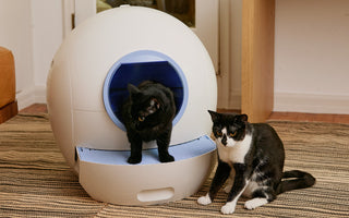 Using a Self-Cleaning Litter Box for Multi-Cat Households