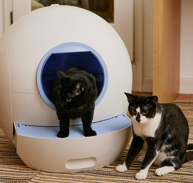 Using a Self-Cleaning Litter Box for Multi-Cat Households