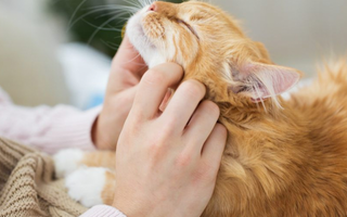 How to Stop Cat From Pooping Outside Litter Box