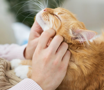 How to Stop Cat From Pooping Outside Litter Box