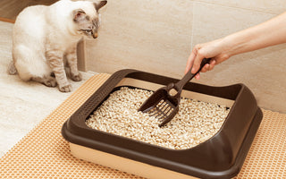 Traditional Litter Boxes vs. Self-Cleaning Litter Boxes
