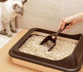 Traditional Litter Boxes vs. Self-Cleaning Litter Boxes