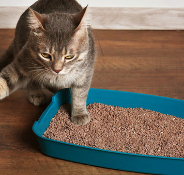 Cat Litter Box Training