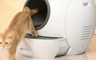 Where to Place a Cat Litter Box