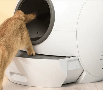 Where to Place a Cat Litter Box