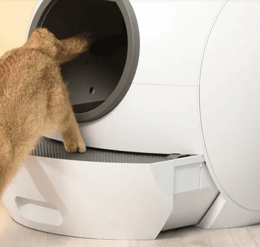 Where to Place a Cat Litter Box